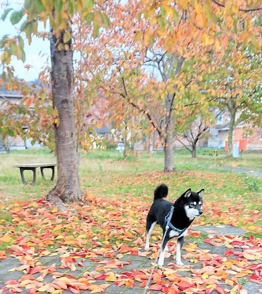 f:id:bee-mame:20191114180936j:plain