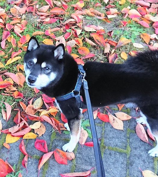 f:id:bee-mame:20191114181031j:plain