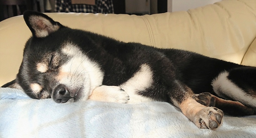 f:id:bee-mame:20191129152259j:plain