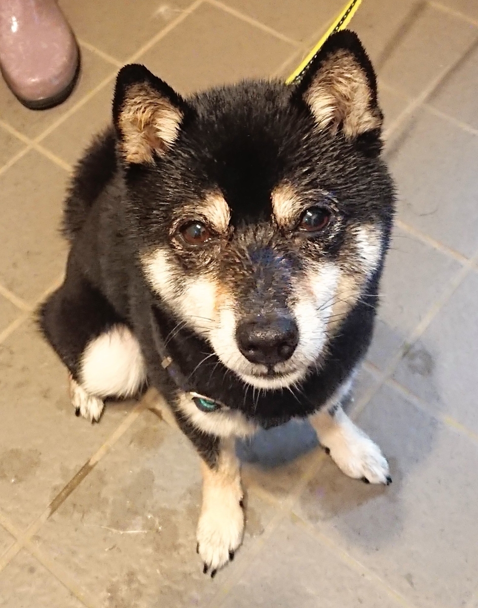 f:id:bee-mame:20200520102032j:plain