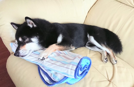 f:id:bee-mame:20200803162349j:plain