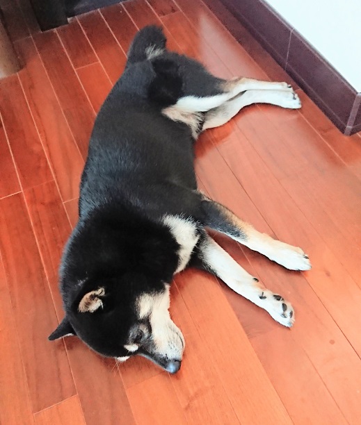 f:id:bee-mame:20200820172825j:plain