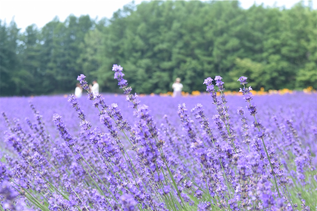 f:id:bee_cafelog:20260629151502j:image f:id:bee_cafelog:20260629151502j:image