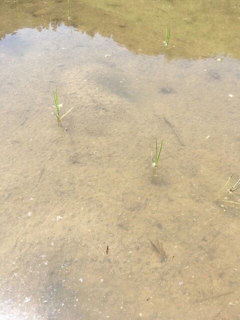 f:id:beeeee1600:20190528115108j:image