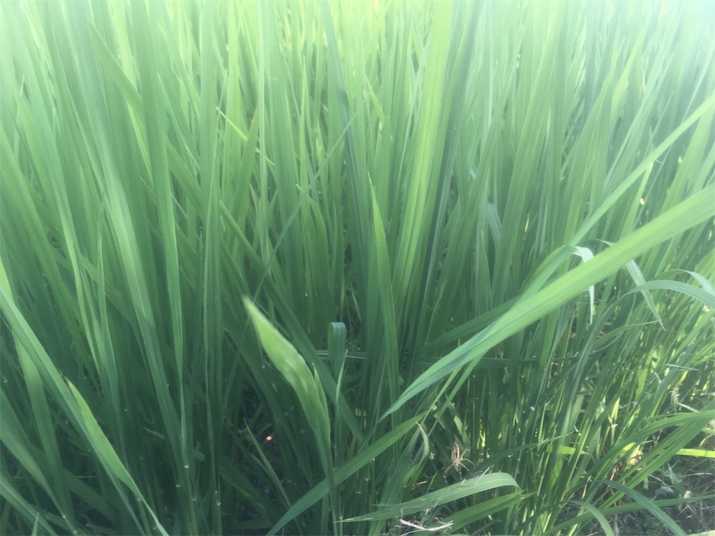 f:id:beer2011:20180725075344j:image