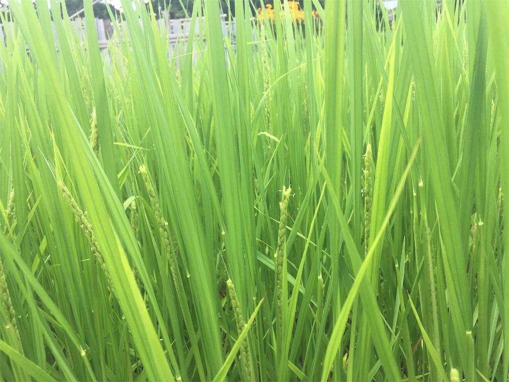 f:id:beer2011:20210811092658j:plain