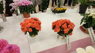 f:id:begonialife:20230127151757j:image f:id:begonialife:20230127151757j:image