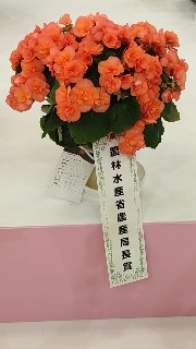 f:id:begonialife:20230127151821j:image f:id:begonialife:20230127151821j:image