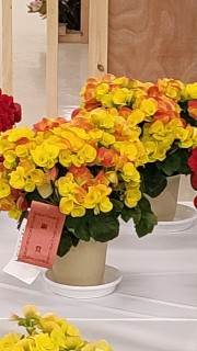 f:id:begonialife:20230127151926j:image f:id:begonialife:20230127151926j:image