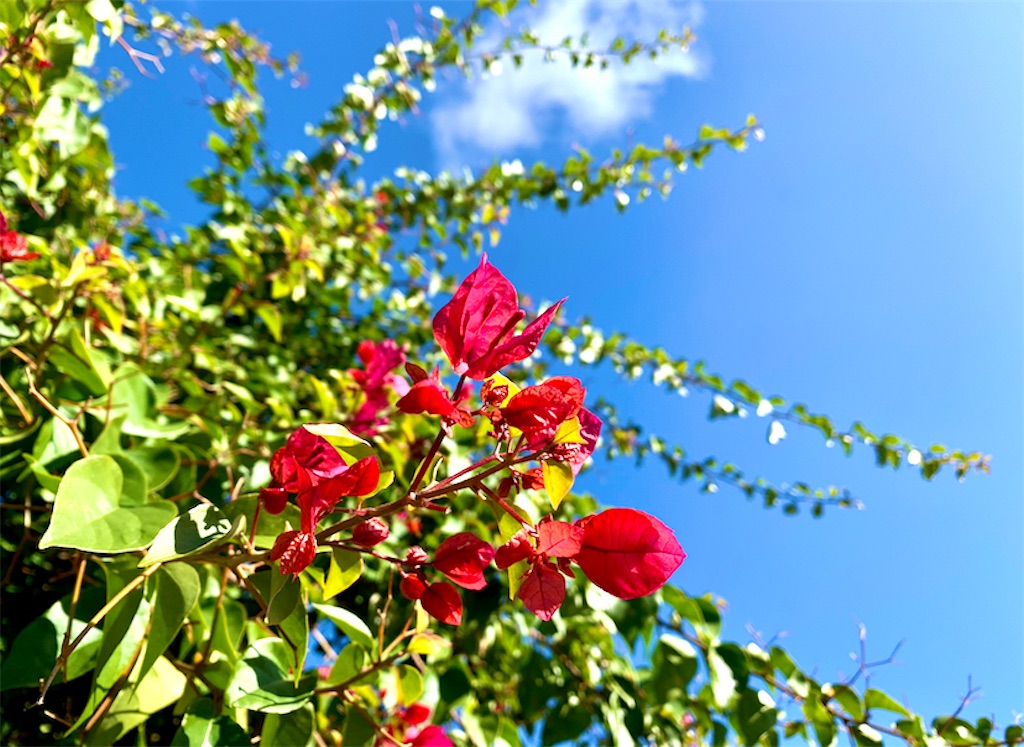 f:id:behappie:20210629204225j:image