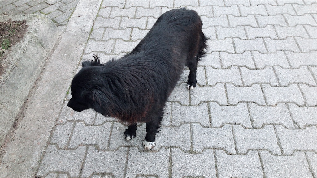 f:id:beijingryugaku:20190411003518j:image