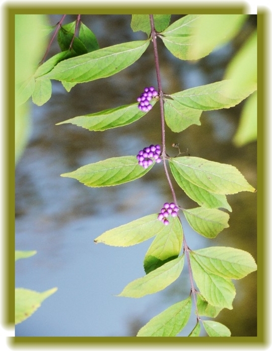 f:id:belage:20111024161358j:image