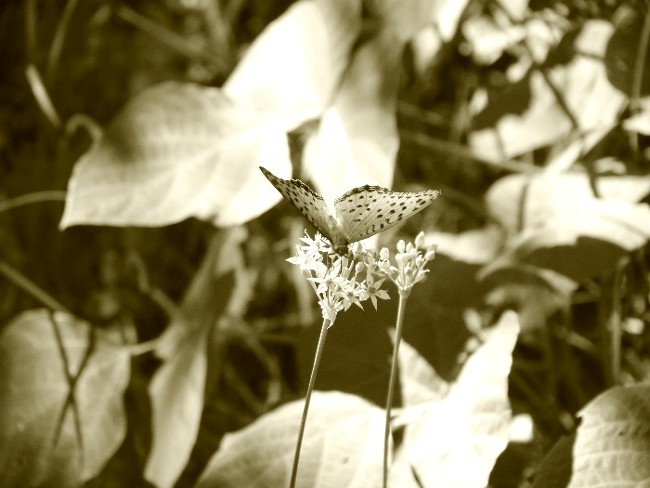 f:id:belage:20120918133036j:image