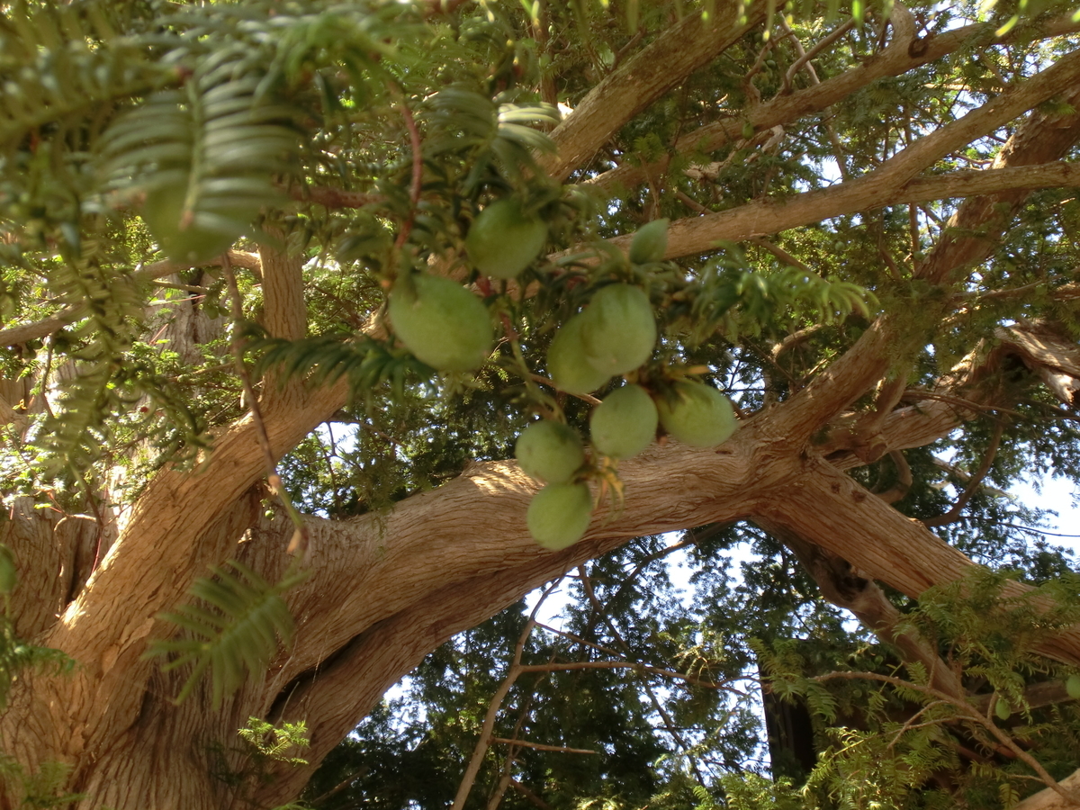 f:id:belarbre820:20190906103852j:plain