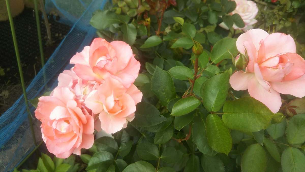 f:id:belarbre820:20200609220425j:plain f:id:belarbre820:20200609220425j:plain