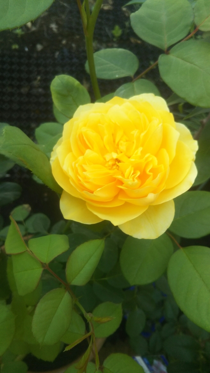 f:id:belarbre820:20200609221344j:plain f:id:belarbre820:20200609221344j:plain