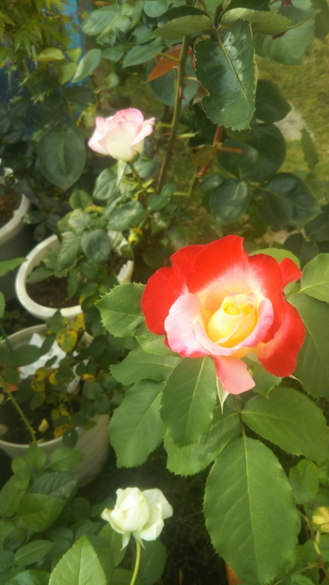 f:id:belarbre820:20200609221456j:plain