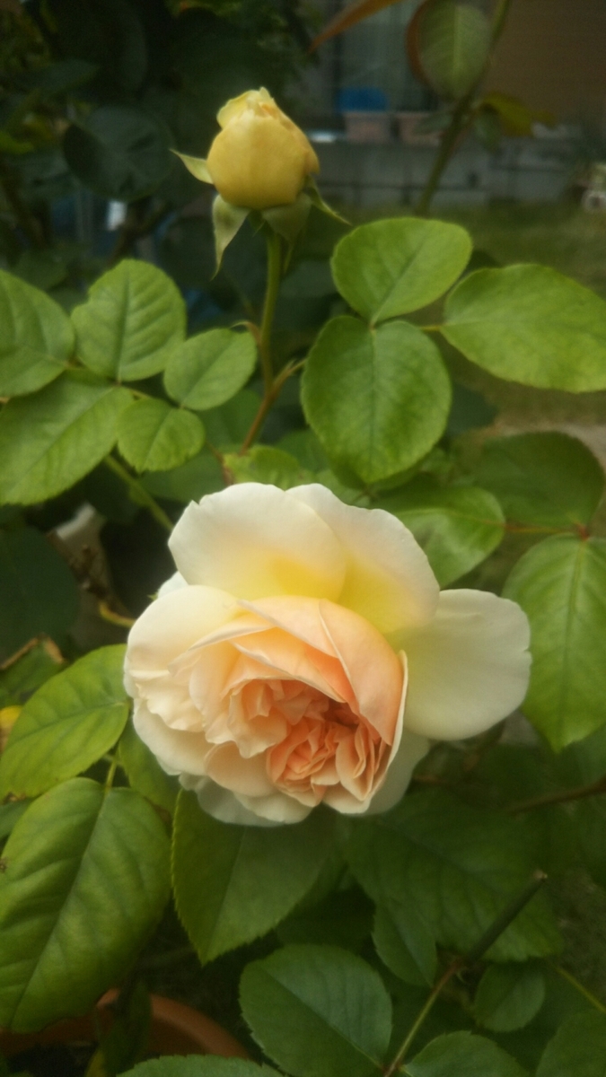 f:id:belarbre820:20200609221542j:plain