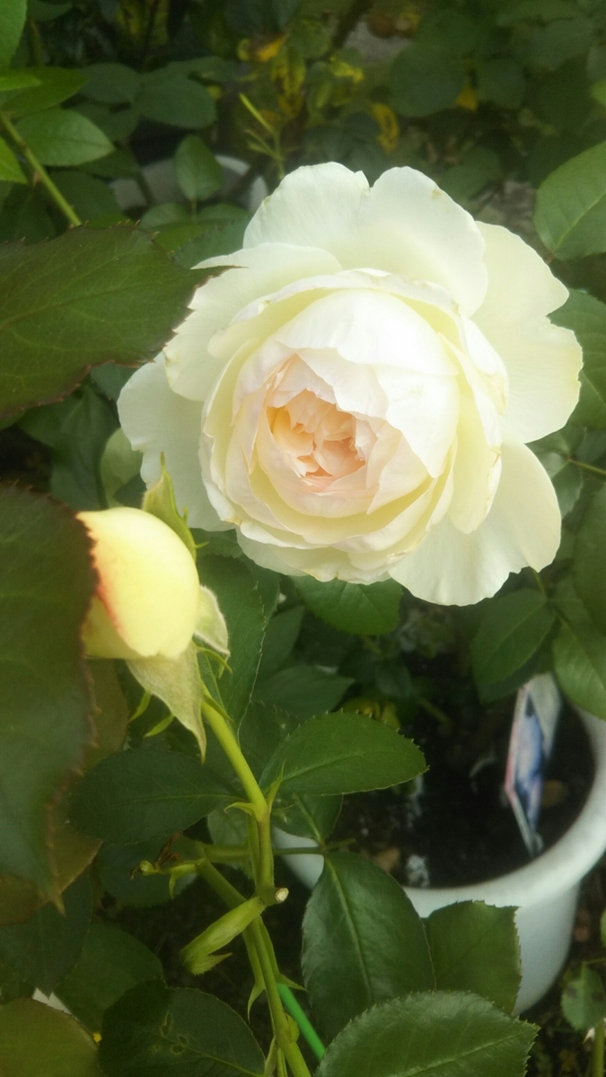 f:id:belarbre820:20200609221714j:plain
