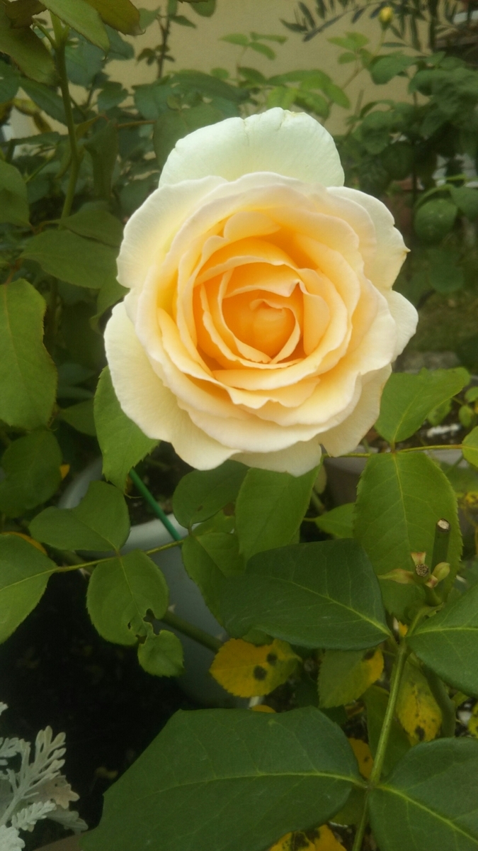 f:id:belarbre820:20200609221914j:plain