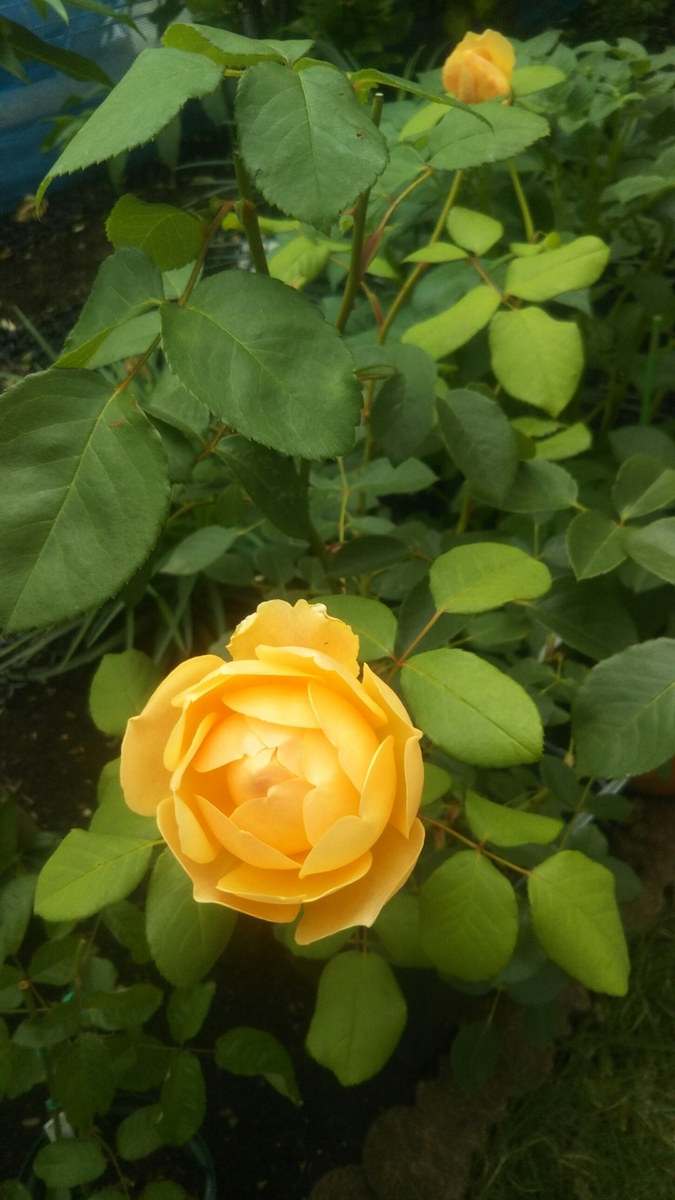f:id:belarbre820:20200609222026j:plain