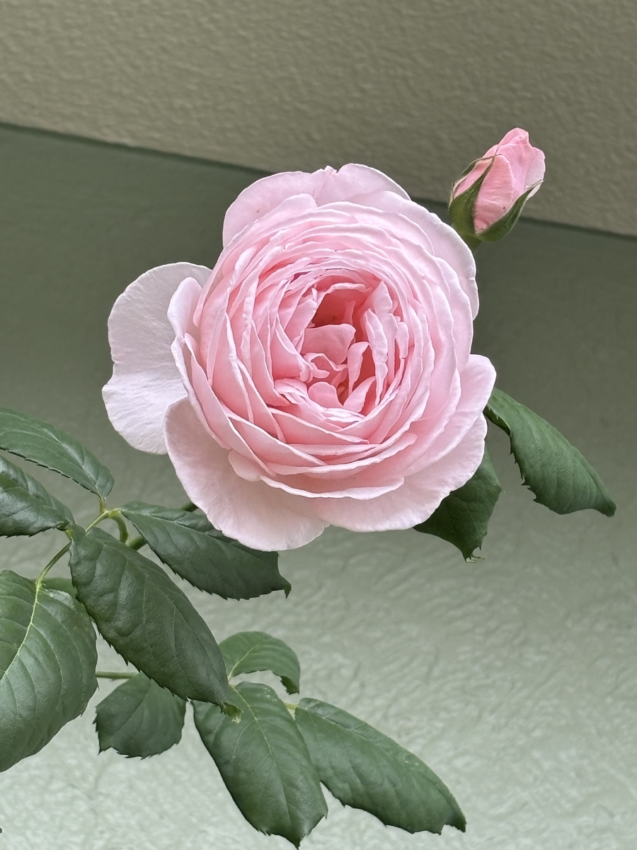 べるさんちの薔薇 2024年春 - ミステリ読書録