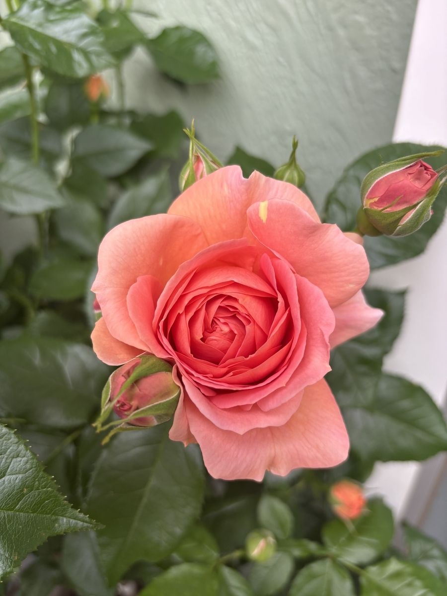 べるさんちの薔薇 2025年春 - ミステリ読書録