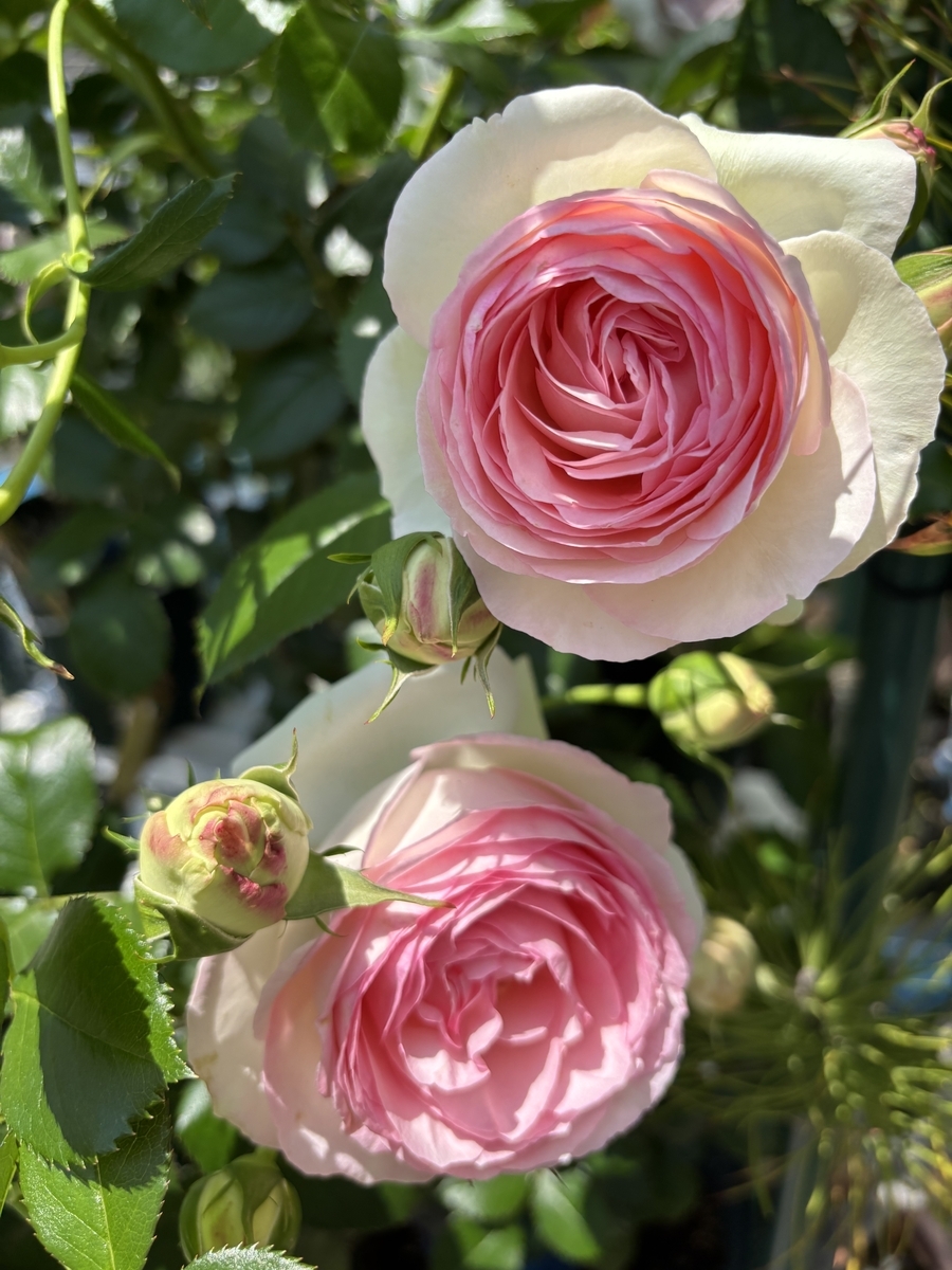 べるさんちの薔薇 2025年春 - ミステリ読書録