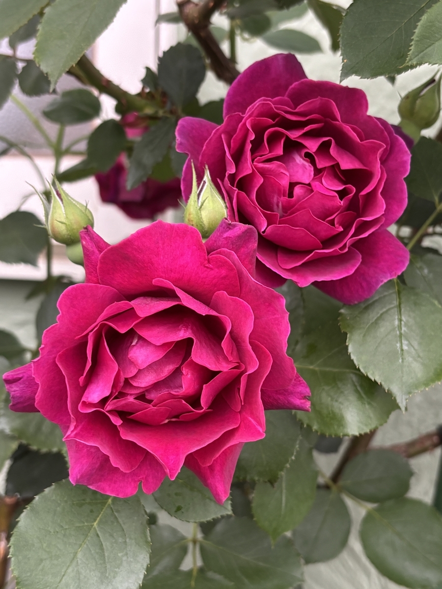 べるさんちの薔薇 2025年春 - ミステリ読書録