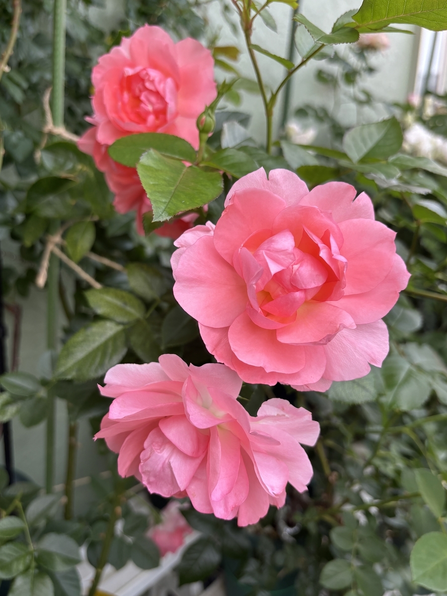 べるさんちの薔薇 2025年春 - ミステリ読書録