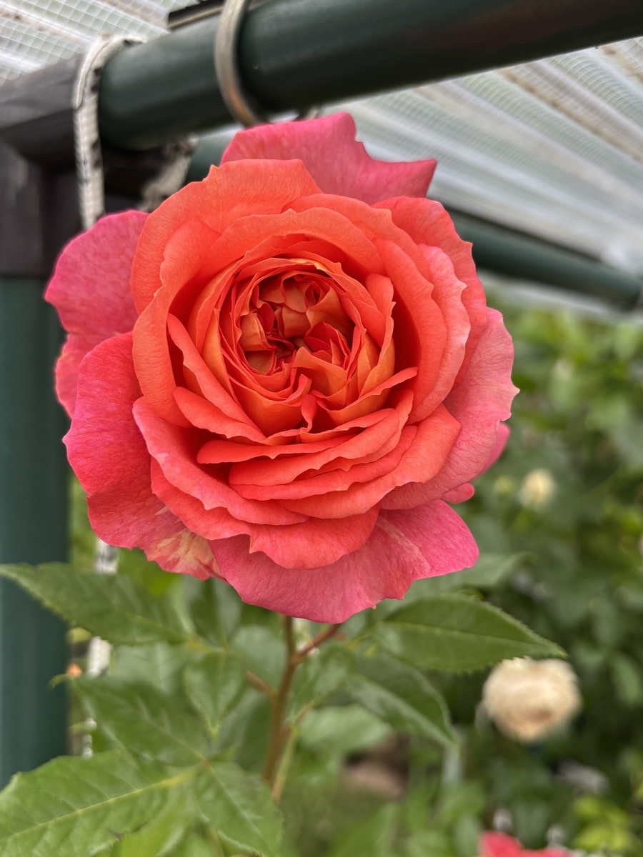 べるさんちの薔薇 2025年春 - ミステリ読書録