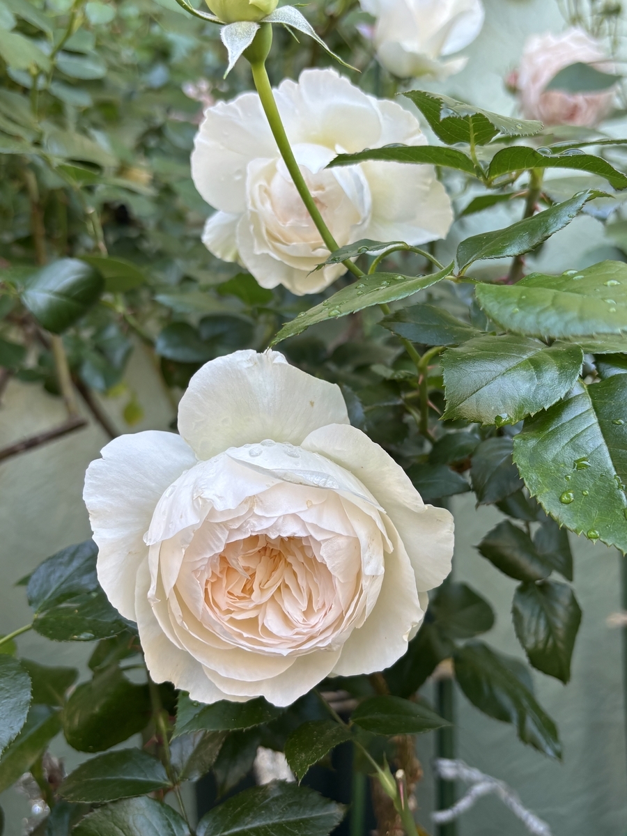 べるさんちの薔薇 2025年春 - ミステリ読書録