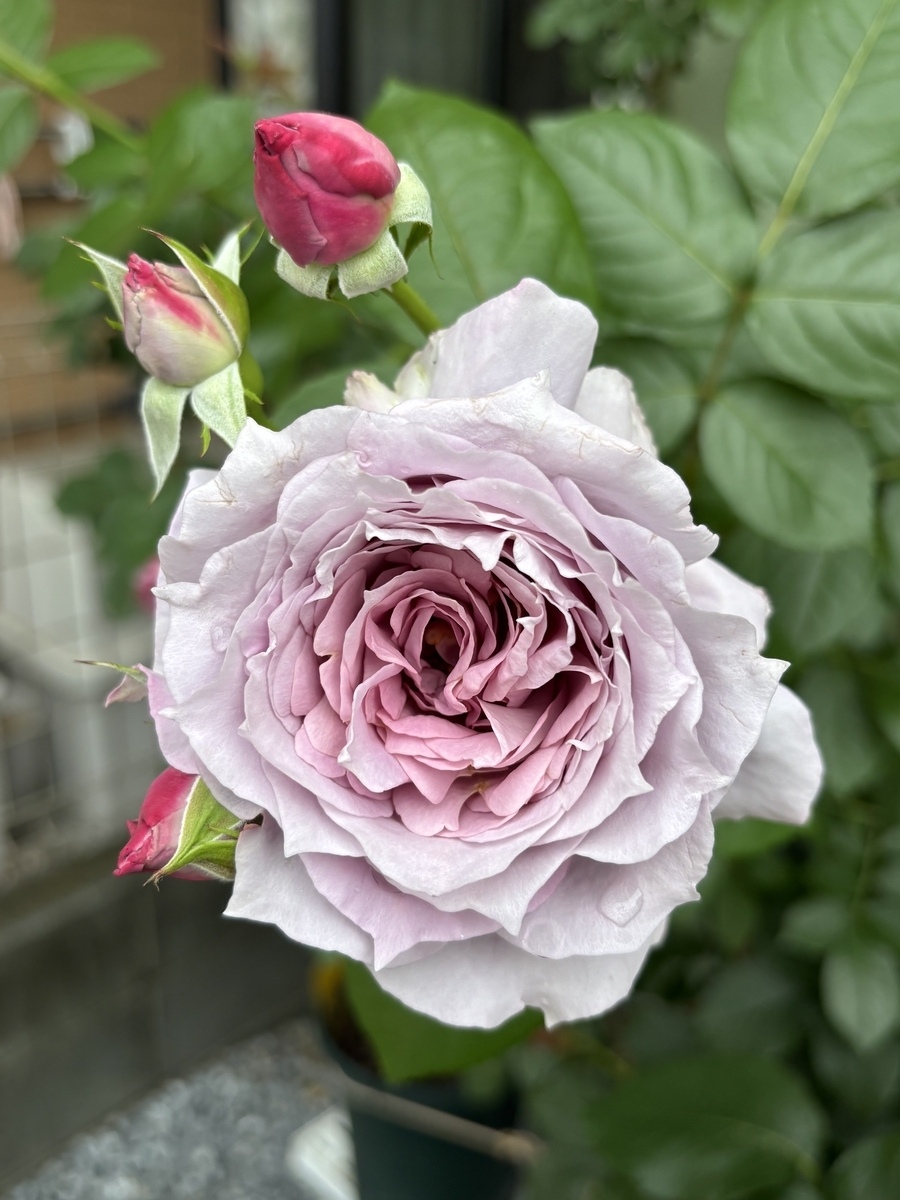 べるさんちの薔薇 2025年春 - ミステリ読書録