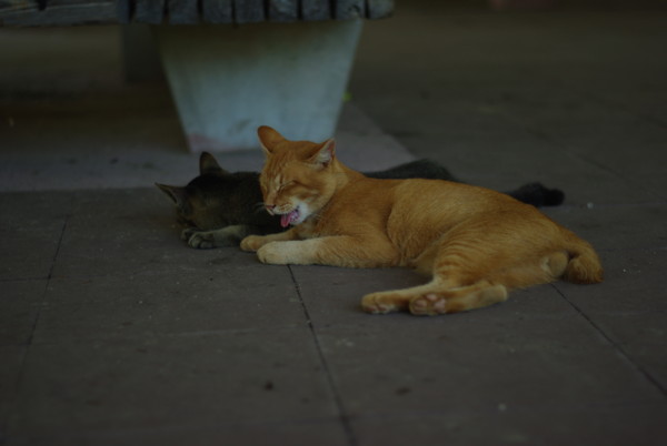 f:id:bell87uta:20091006210258j:image f:id:bell87uta:20091006210258j:image