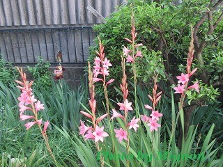 f:id:bell88:20170507210433j:plain