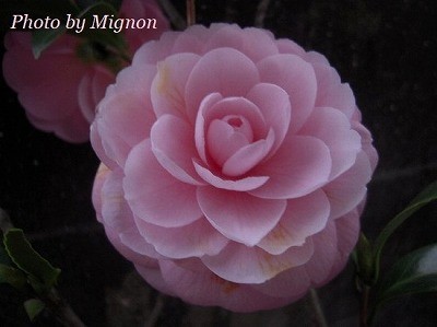 f:id:bell88:20180407091746j:plain
