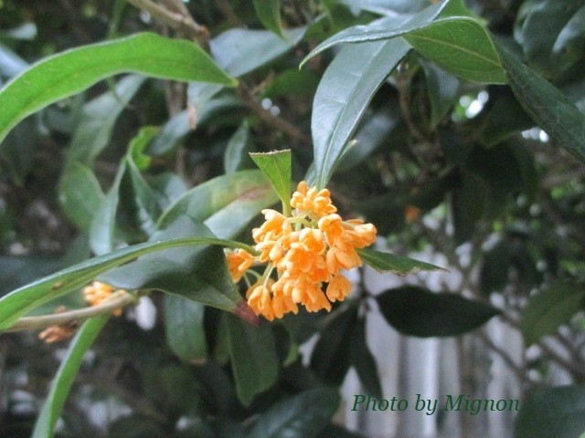 f:id:bell88:20191019193416j:plain