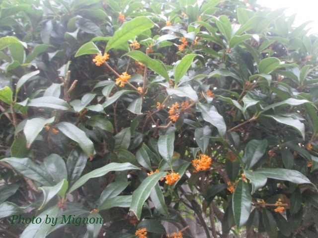 f:id:bell88:20191019194214j:plain