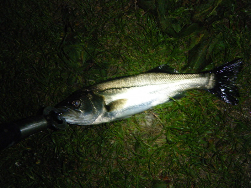 20100503002724