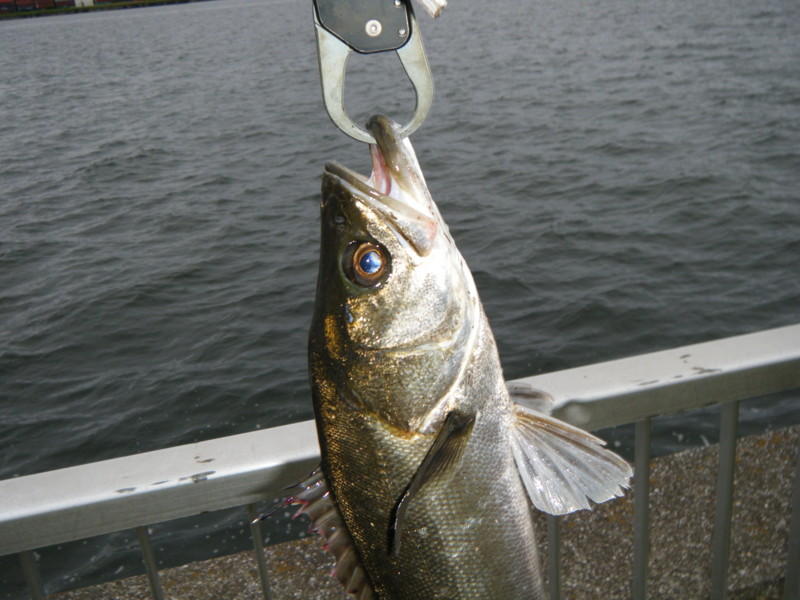20100529054810