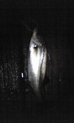 f:id:bellandwell:20110528022219j:image