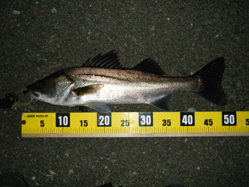 20111005064602