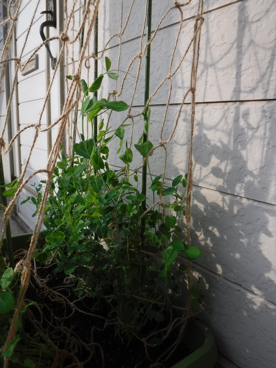 f:id:bellandwell:20190422065750j:plain