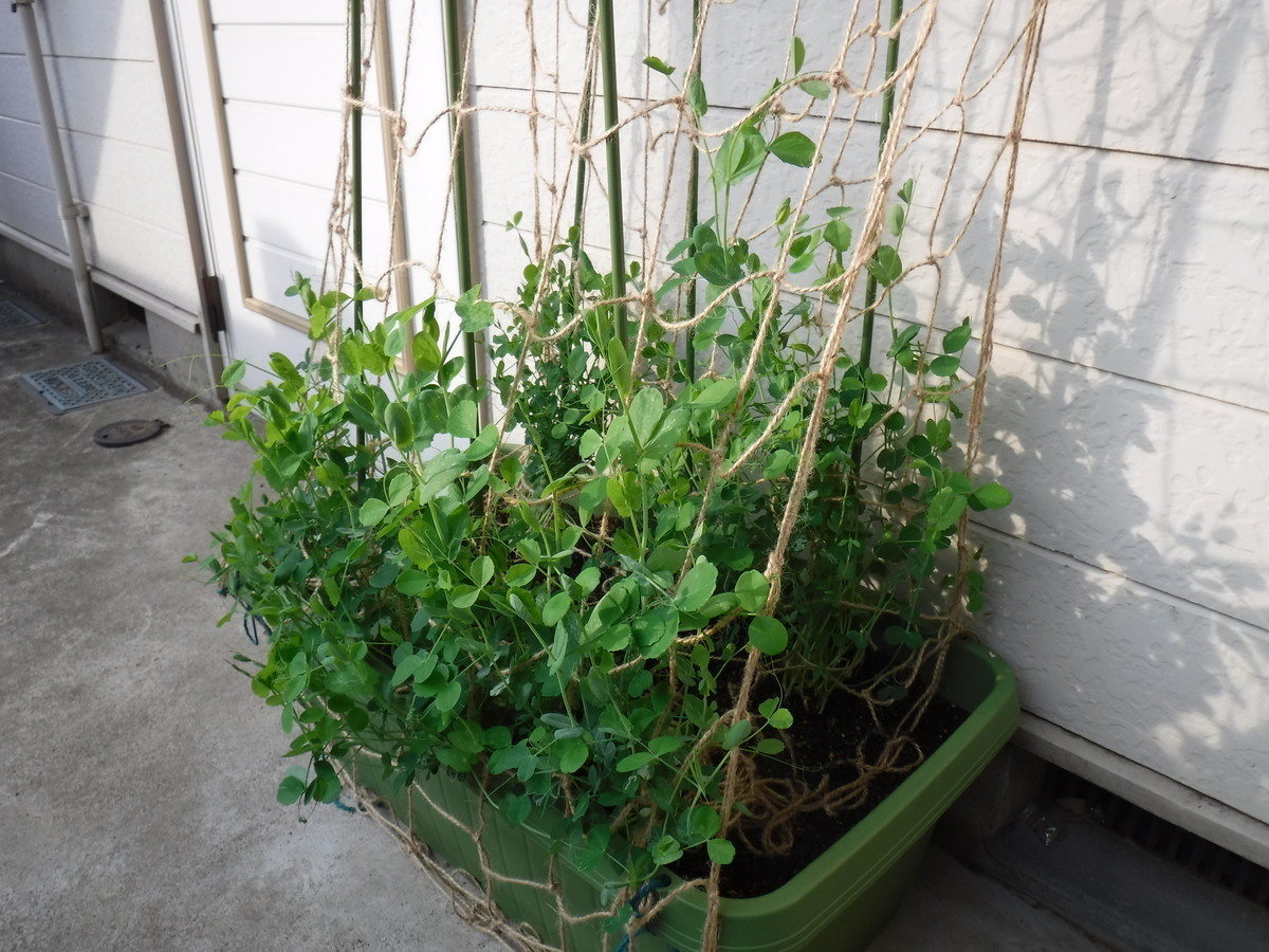 f:id:bellandwell:20190422065801j:plain