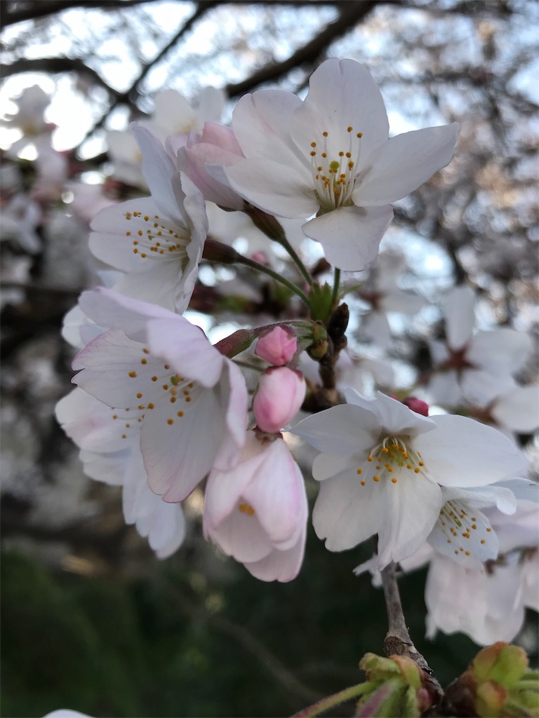 f:id:bellbell730:20190326223809j:image