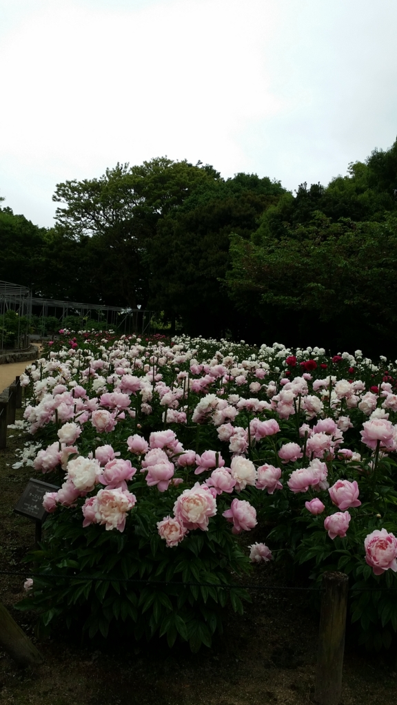 舞鶴公園の牡丹芍薬園 ガーデニングと日々のこと