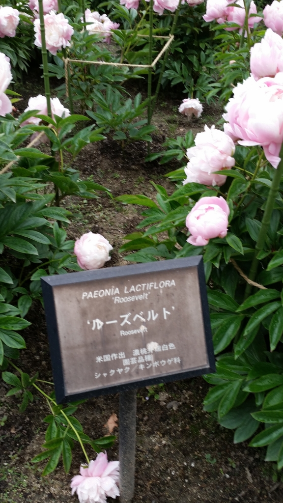 舞鶴公園の牡丹芍薬園 ガーデニングと日々のこと