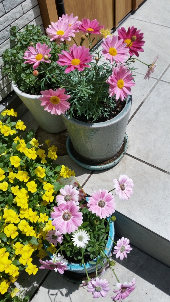 f:id:bellbell_kk:20180410131847j:plain f:id:bellbell_kk:20180410131847j:plain