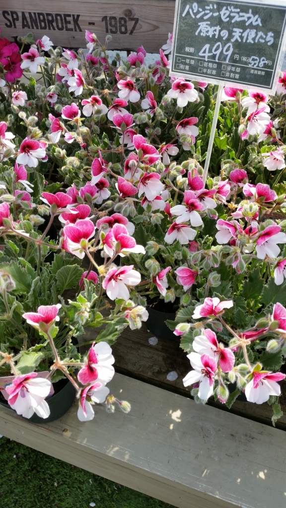 f:id:bellbell_kk:20180410212529j:plain f:id:bellbell_kk:20180410212529j:plain