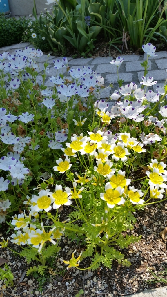 f:id:bellbell_kk:20180428001705j:plain f:id:bellbell_kk:20180428001705j:plain